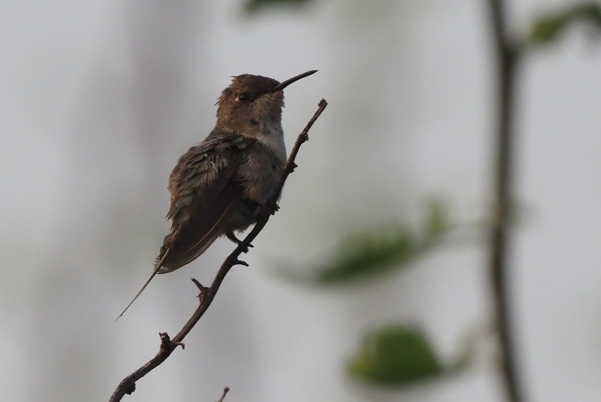 Peruvian Sheartail - ML418820901