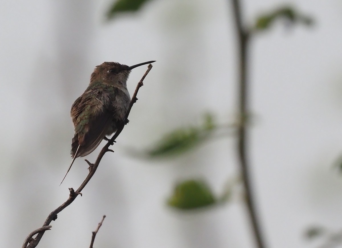 Peruvian Sheartail - ML418821131