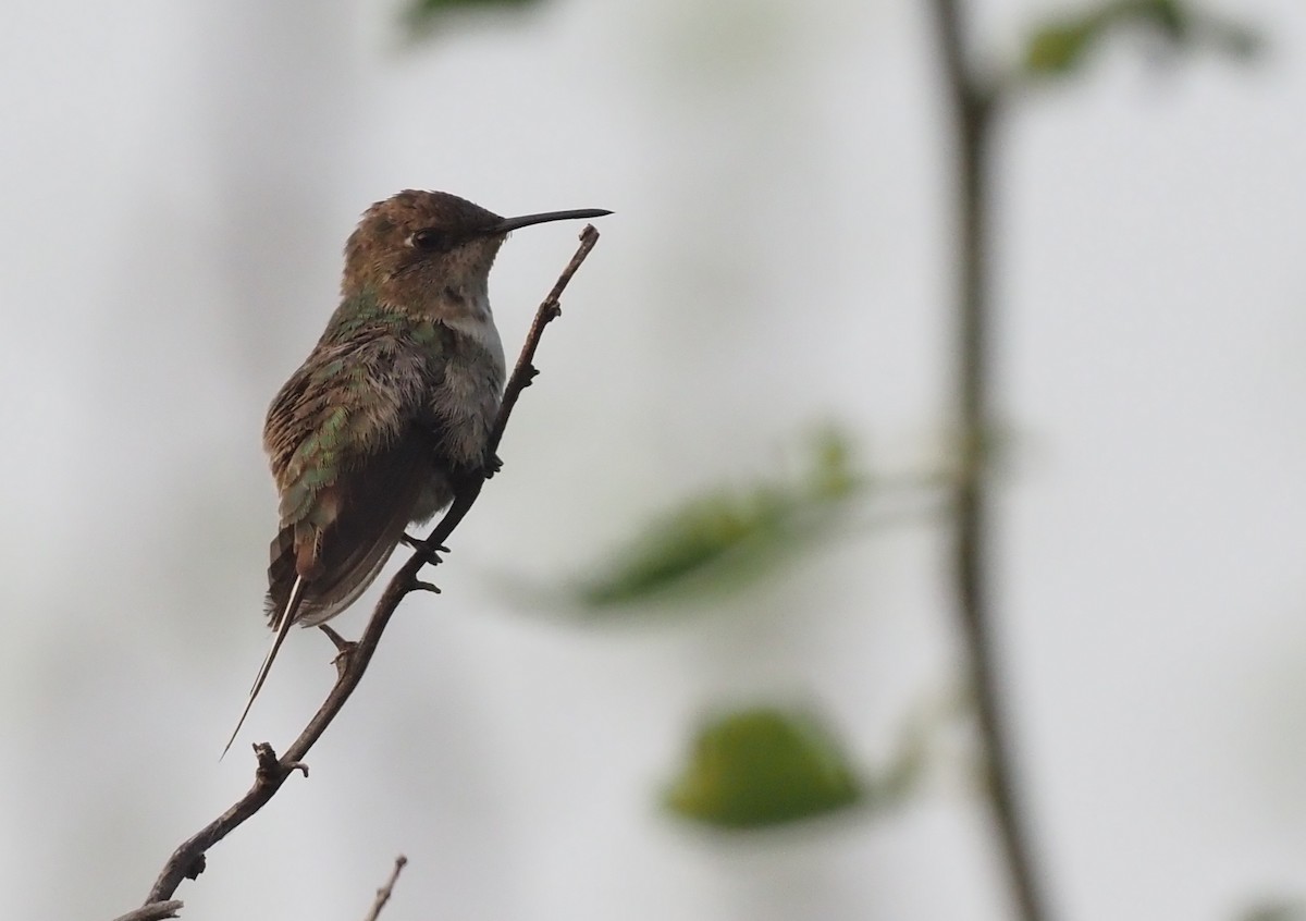 Peruvian Sheartail - ML418821291