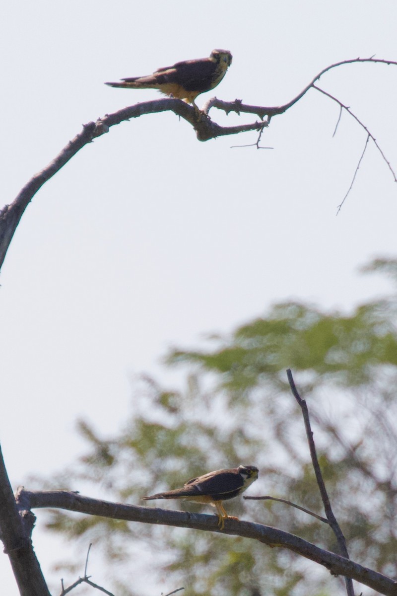 Aplomado Falcon - Torin Waters 🦉