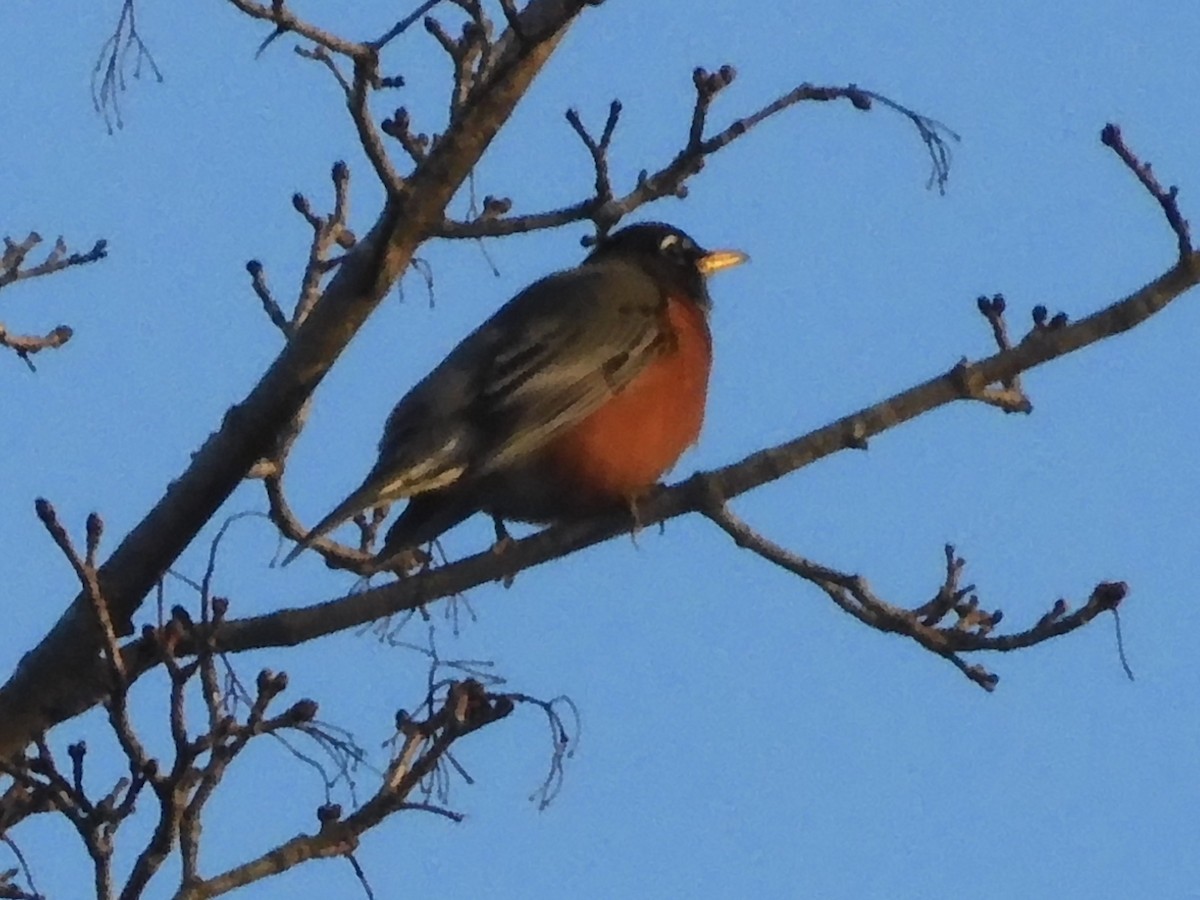 American Robin - ML418825621