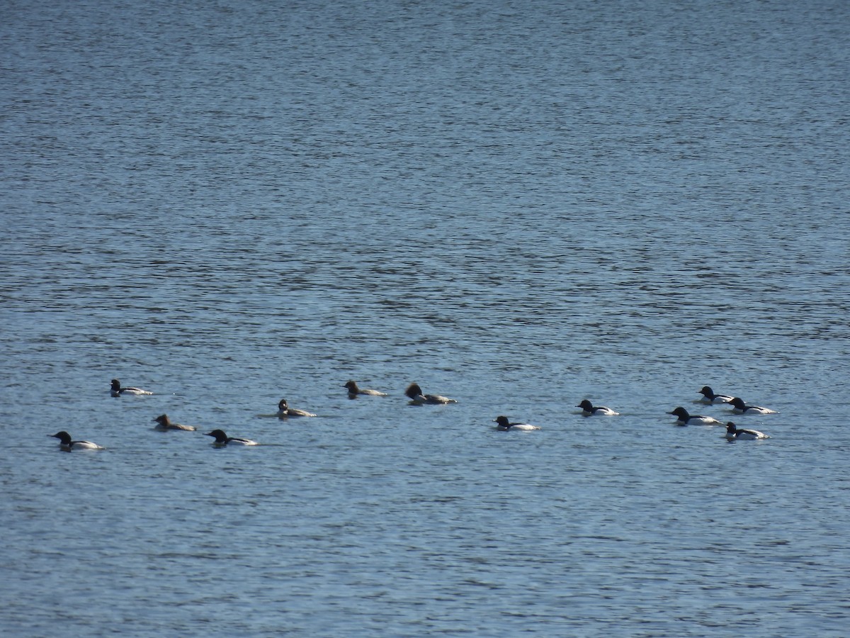 Common Merganser - ML418825971