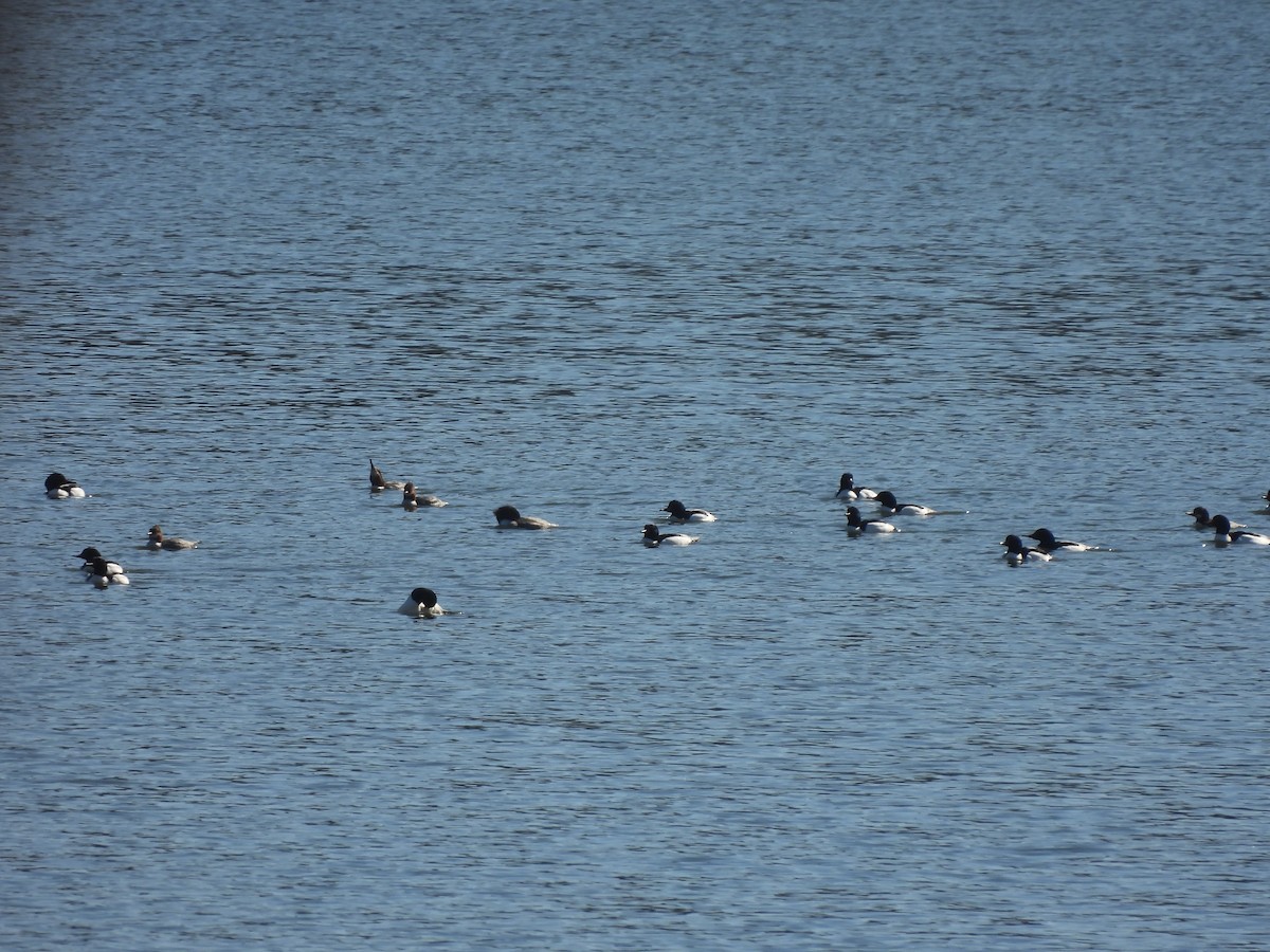 Common Merganser - Jennifer Wilson-Pines