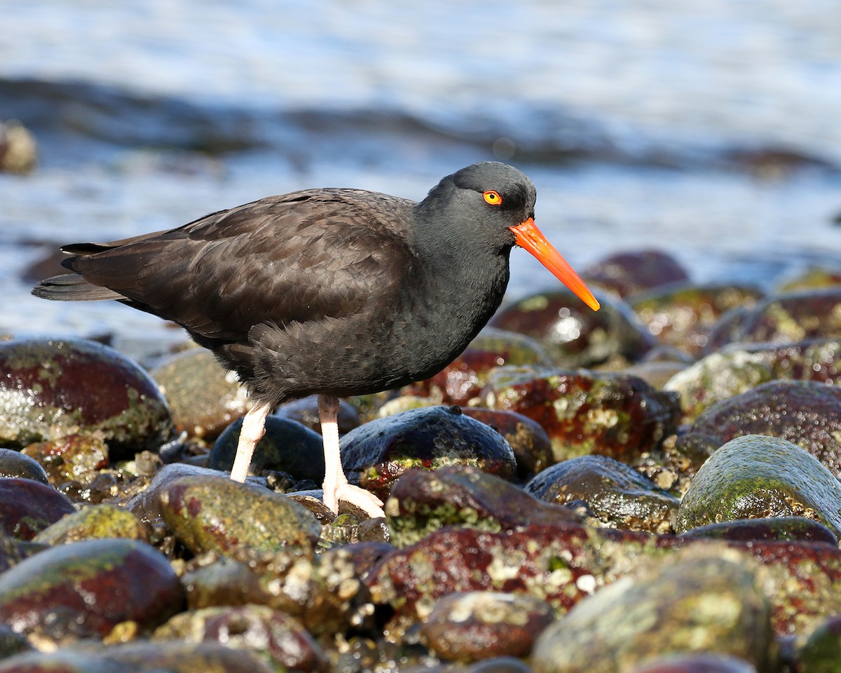 Black Oystercatcher - ML418826491