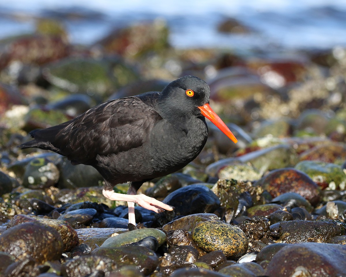 Black Oystercatcher - ML418826511