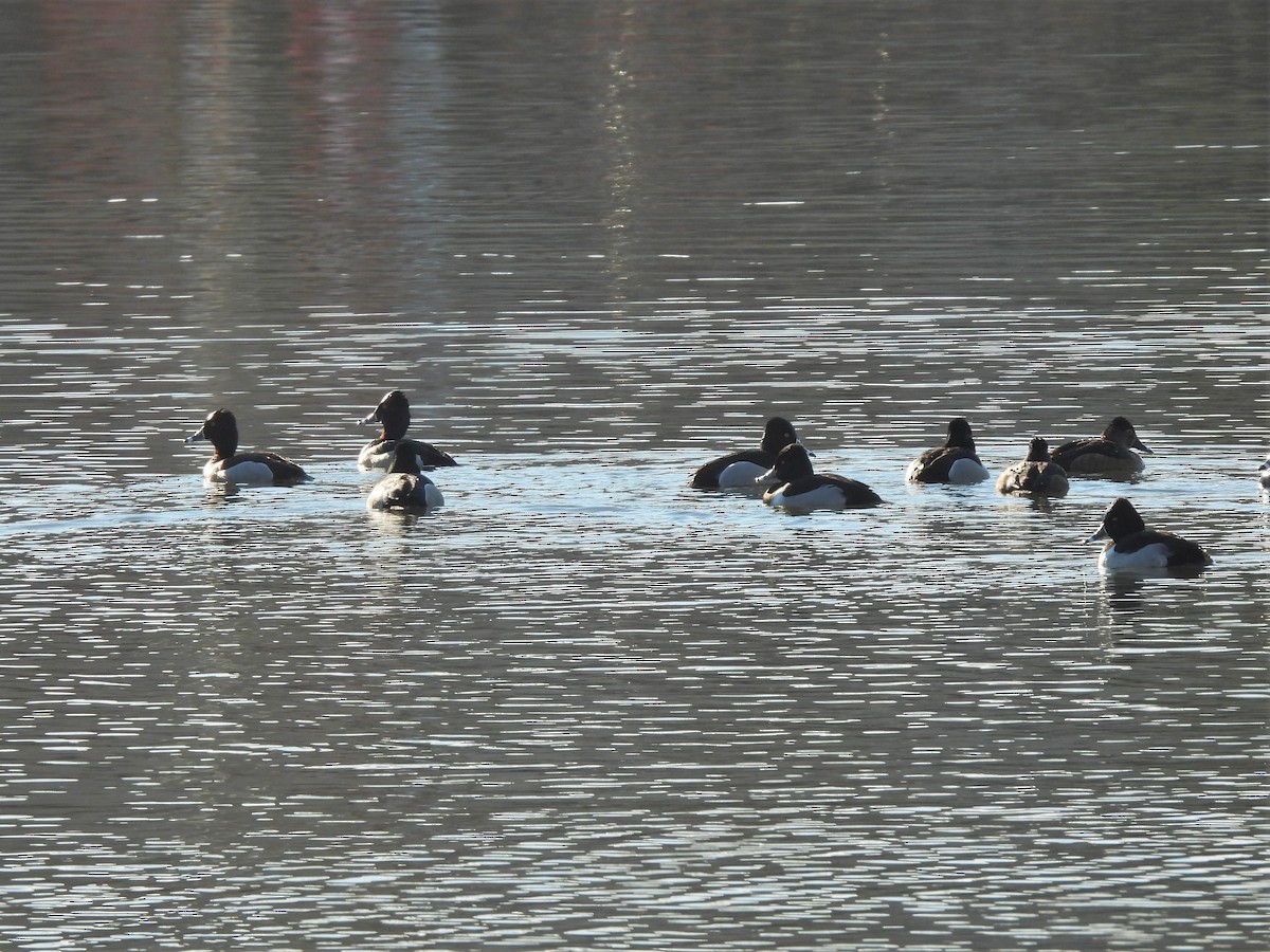 Ring-necked Duck - ML418827351