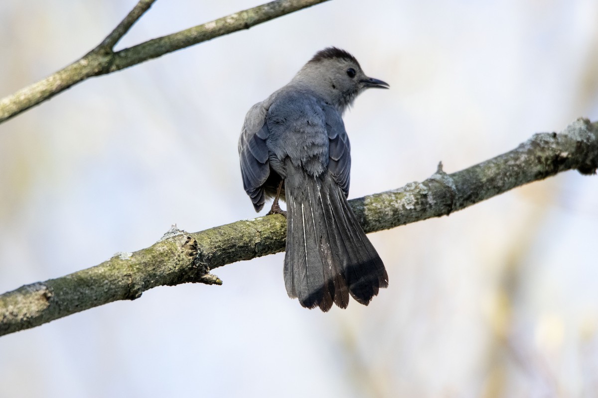 Gray Catbird - ML418827821