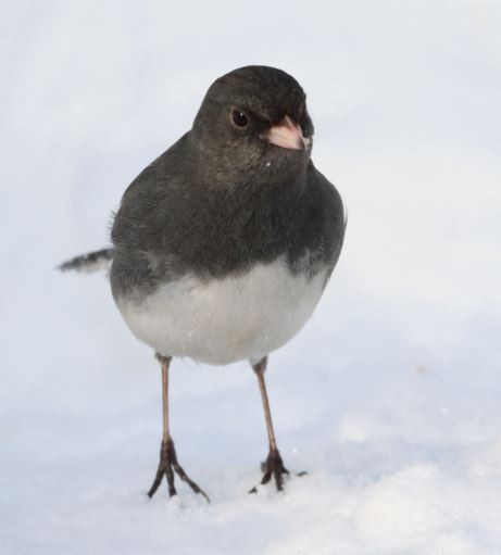 Junco Ojioscuro - ML418827861