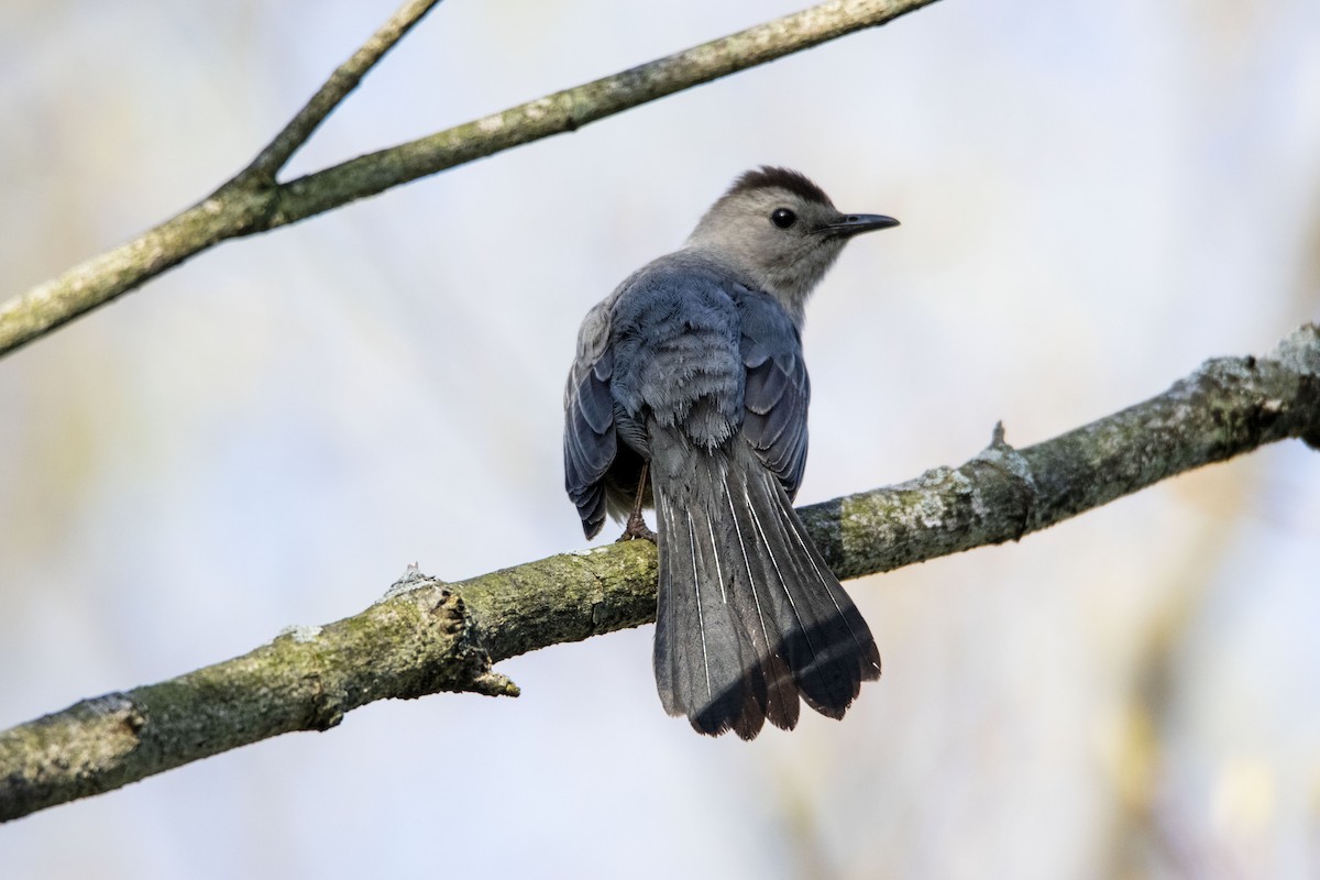 Gray Catbird - ML418827881
