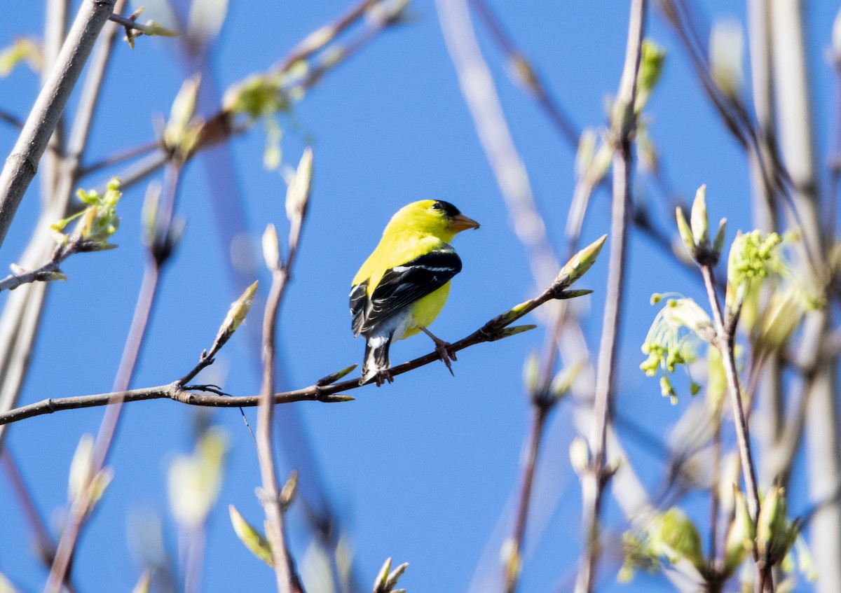 American Goldfinch - ML418829021