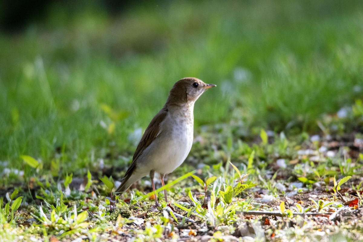 Veery - ML418831581