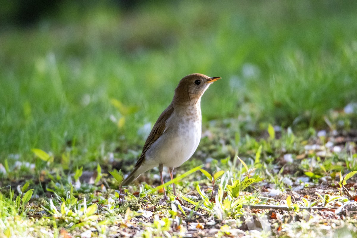 Veery - ML418831611