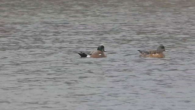 American Wigeon - ML418831661