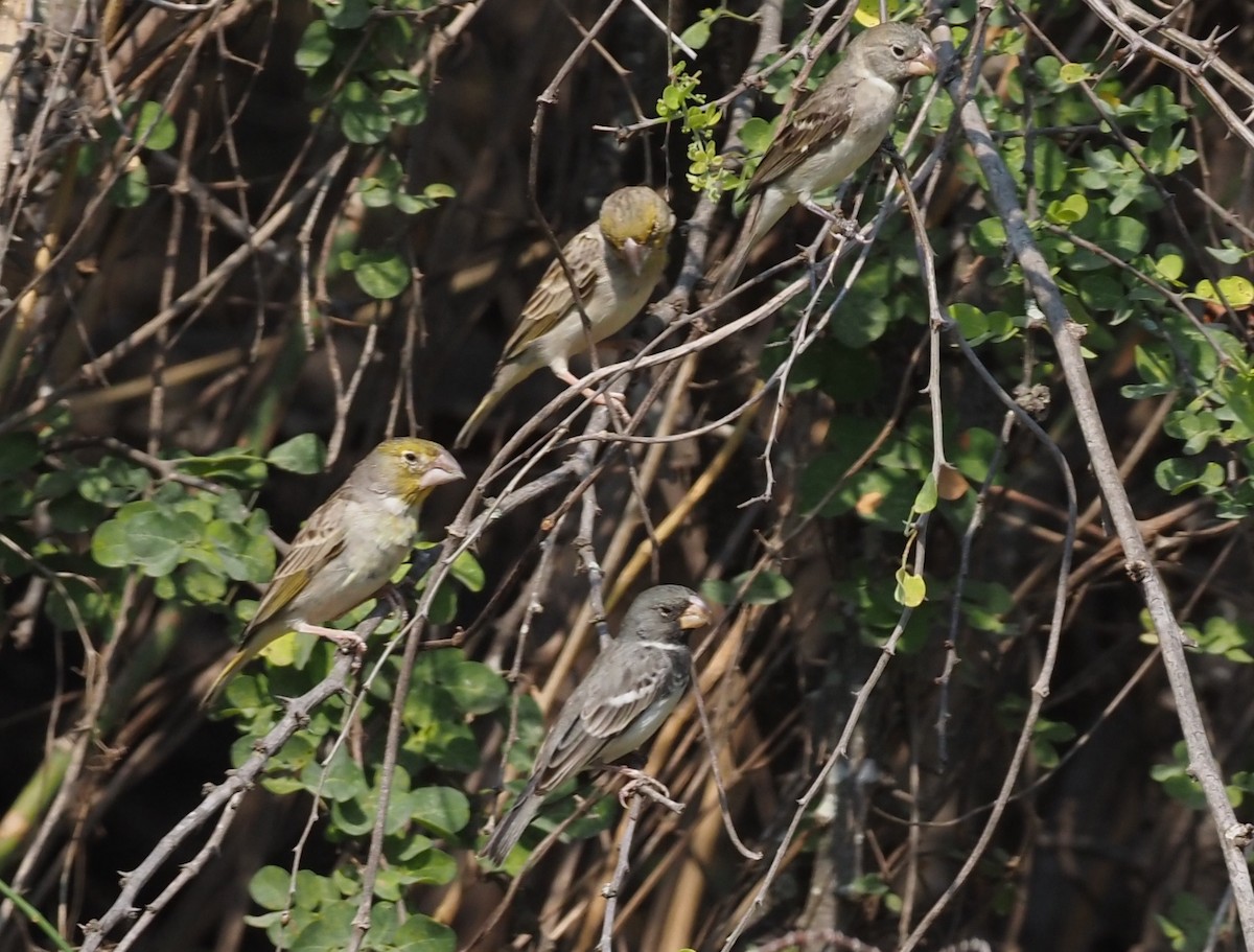 Sulphur-throated Finch - Stephan Lorenz