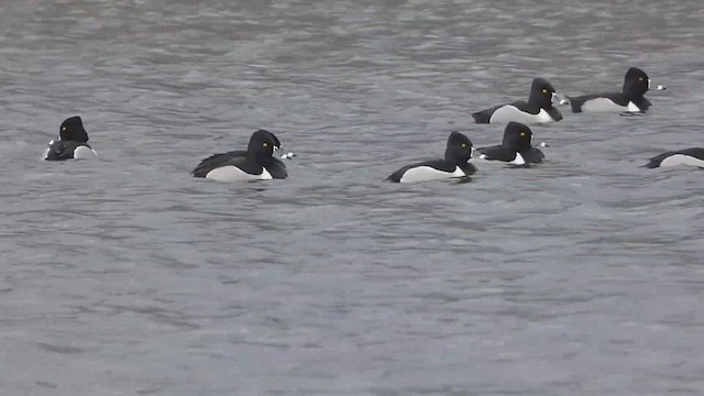 Ring-necked Duck - ML418832741