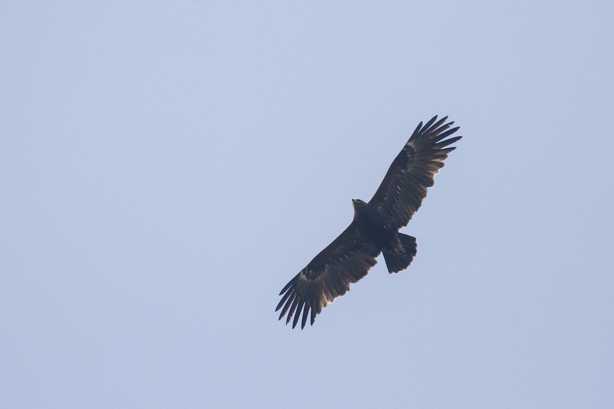Greater Spotted Eagle - ML418833351