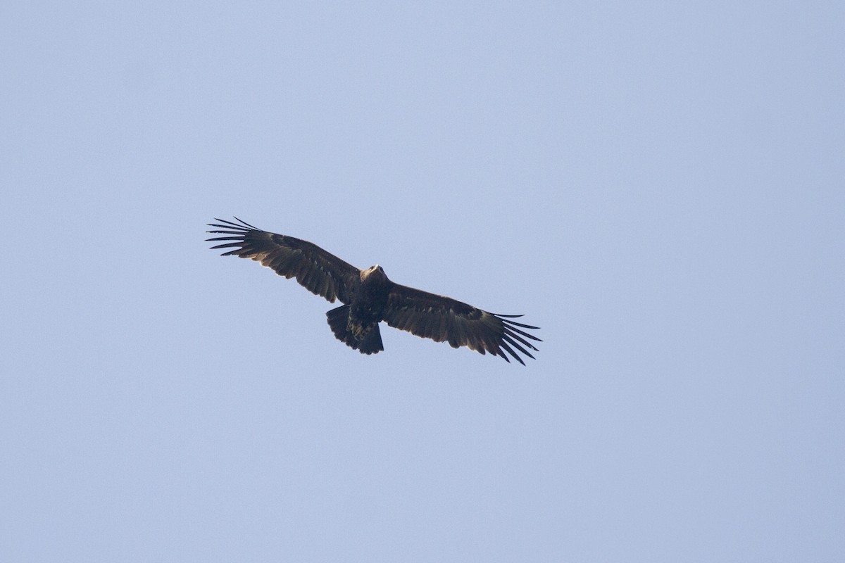 Greater Spotted Eagle - ML418833371