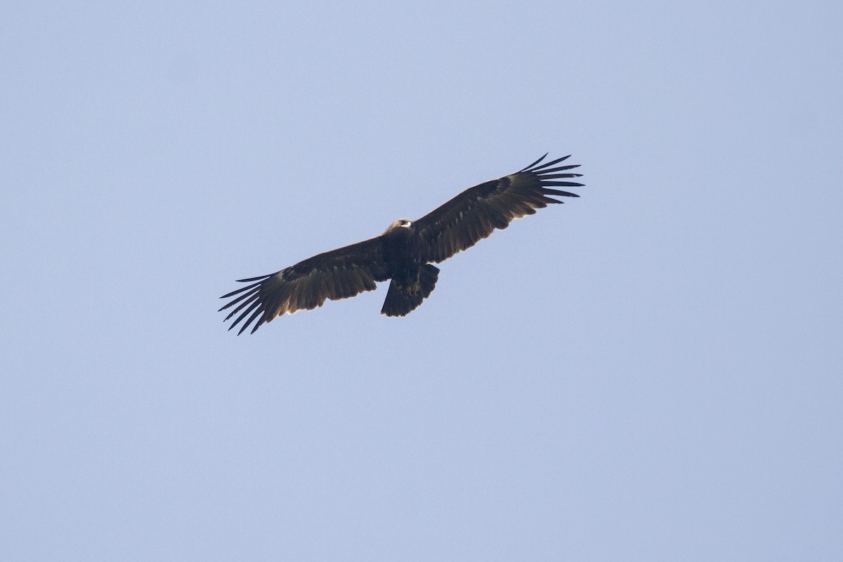 Greater Spotted Eagle - ML418833391