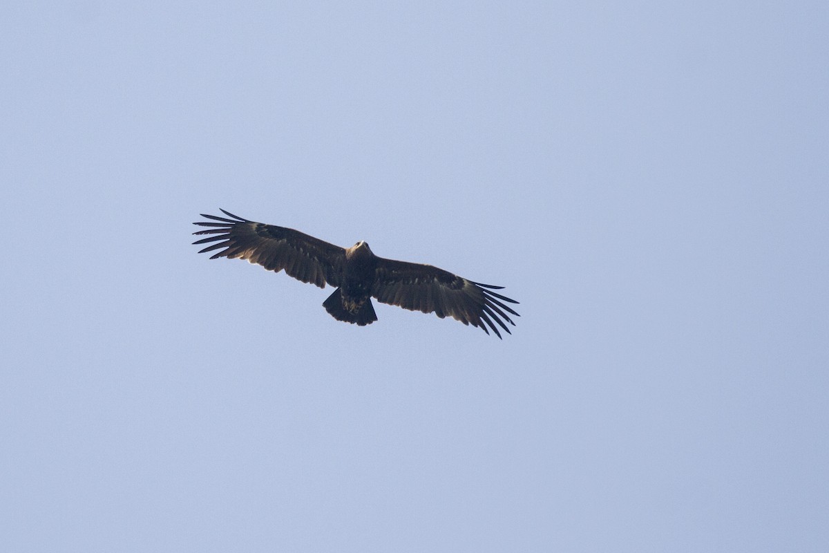 Greater Spotted Eagle - ML418833401