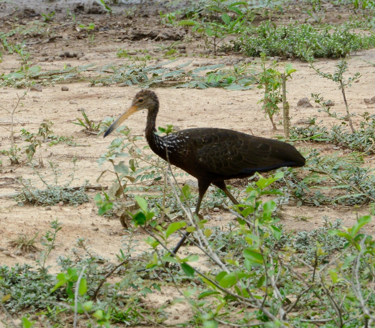 Limpkin - Neil Wingert