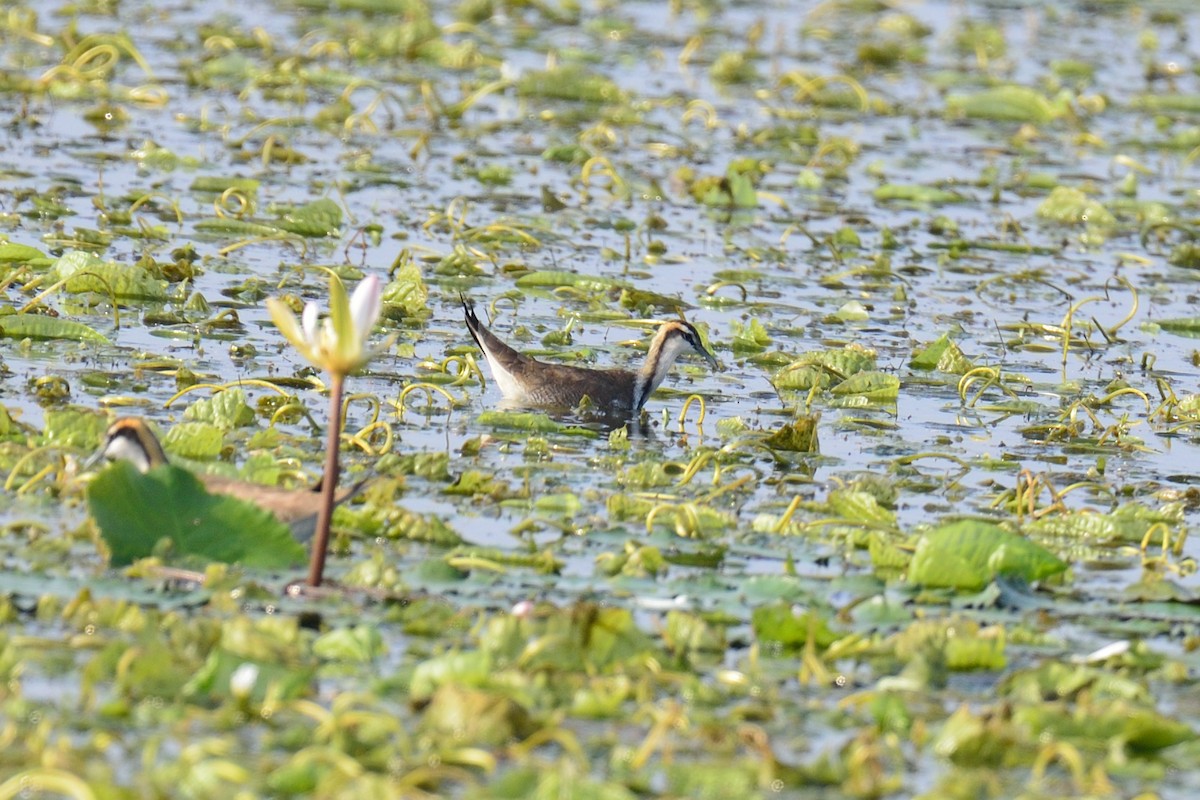 Pheasant-tailed Jacana - Snehasis Sinha