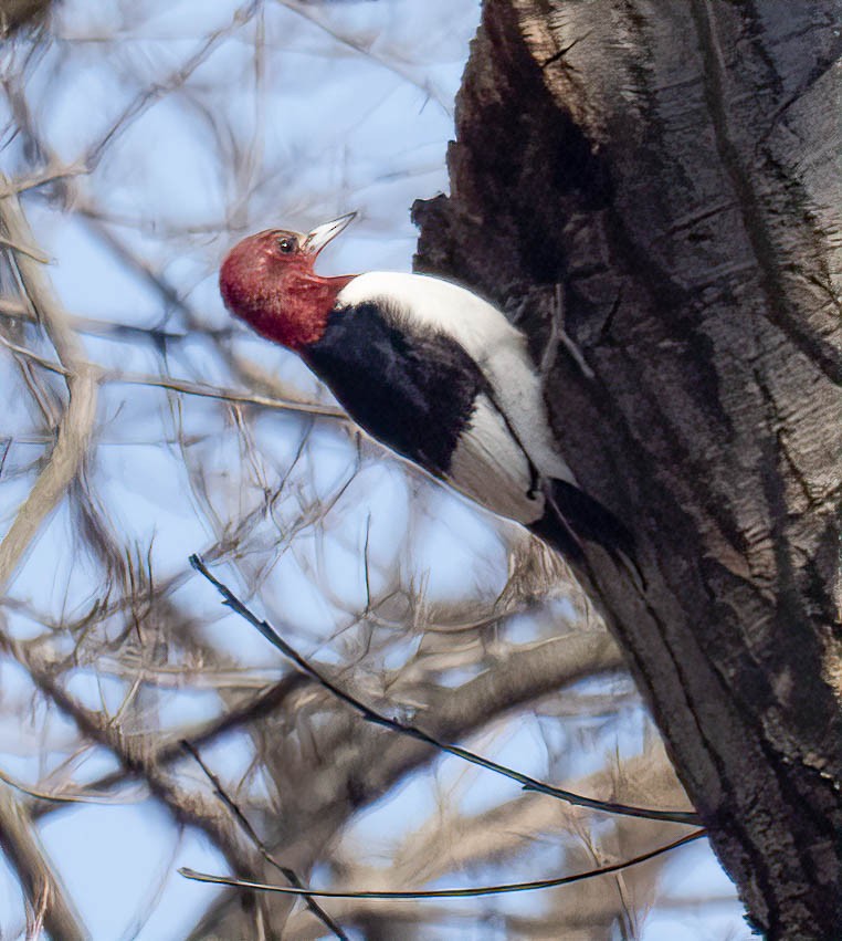 Red-headed Woodpecker - ML418835571