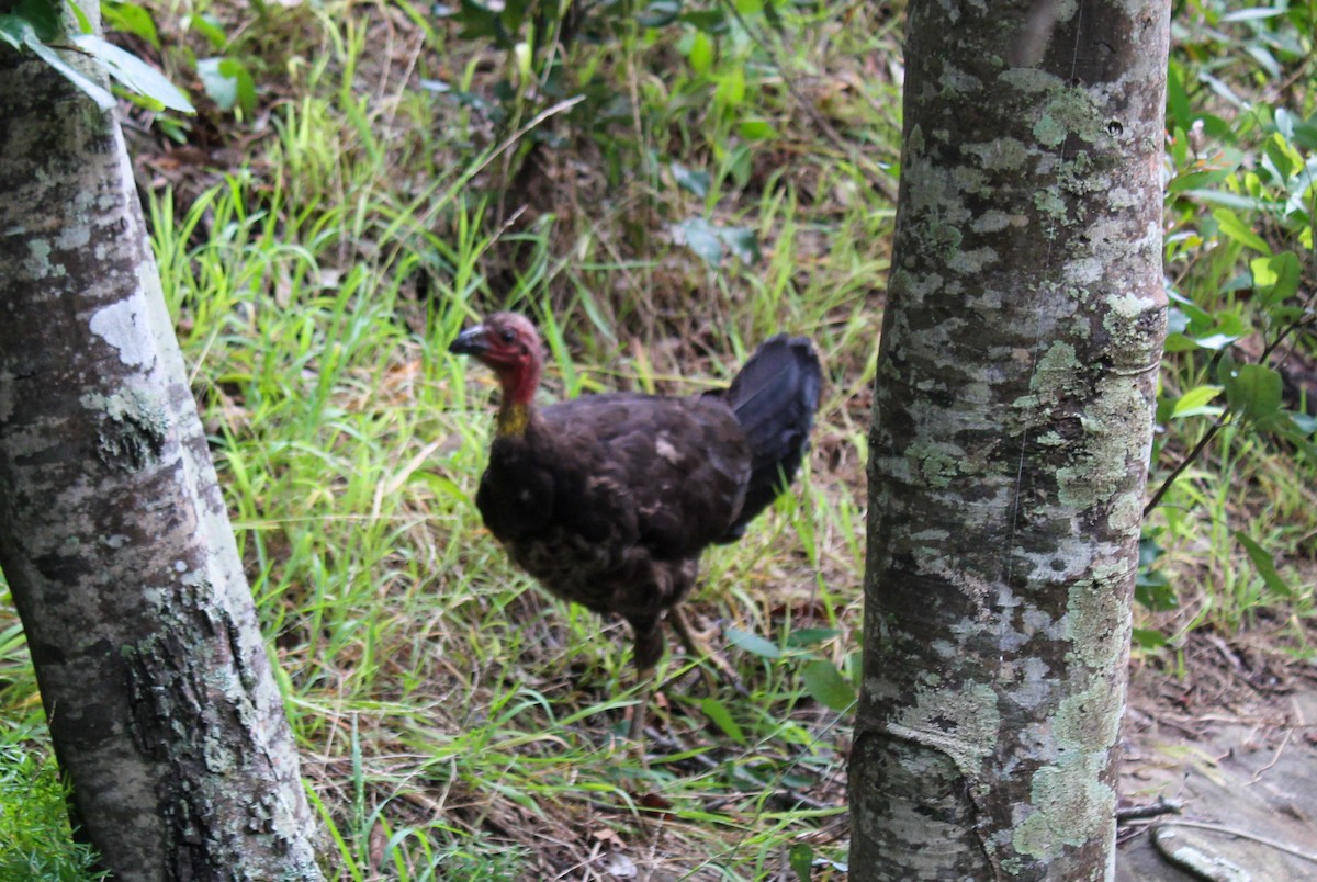 Australian Brushturkey - ML418836031