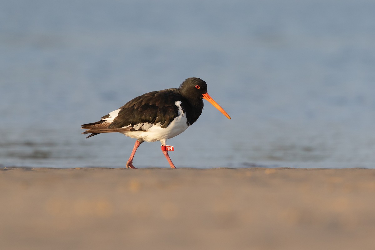 South Island Oystercatcher - ML418837141