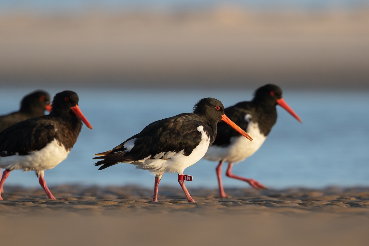 South Island Oystercatcher - ML418837151