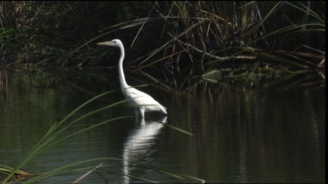 Great Blue Heron (Great White) - ML418842