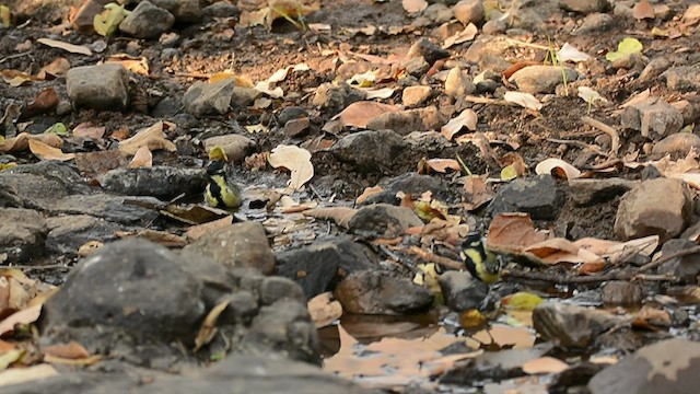 Indian Yellow Tit - ML418842071