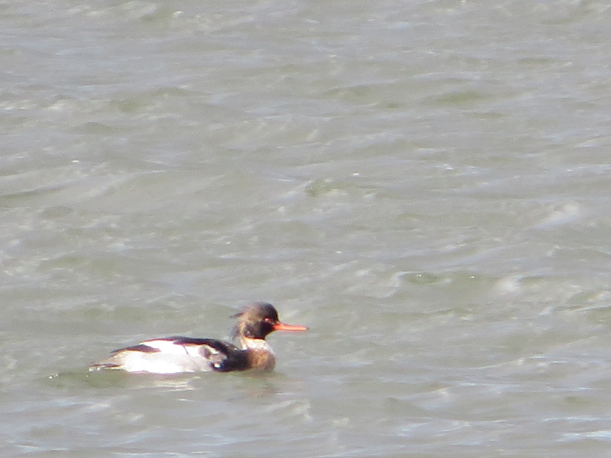 Red-breasted Merganser - ML418842191