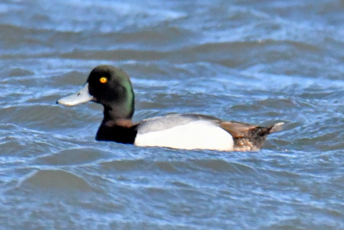 Greater Scaup - ML418843581