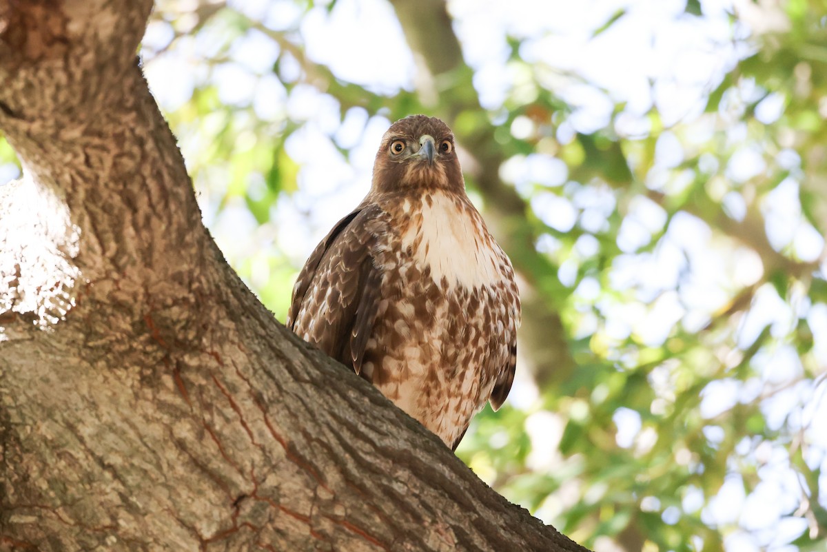 Rotschwanzbussard (calurus/alascensis) - ML418843651