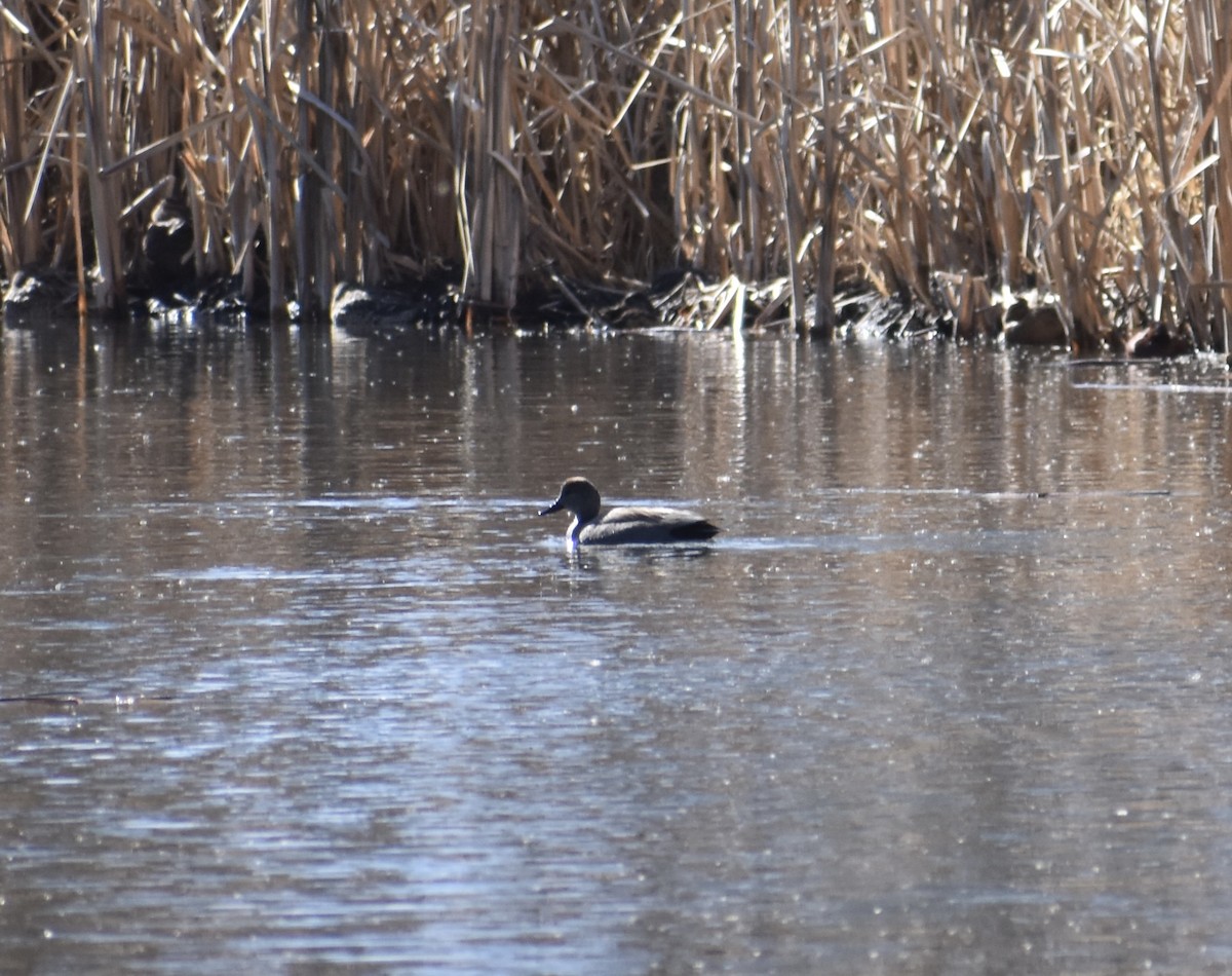 Gadwall - ML418843761