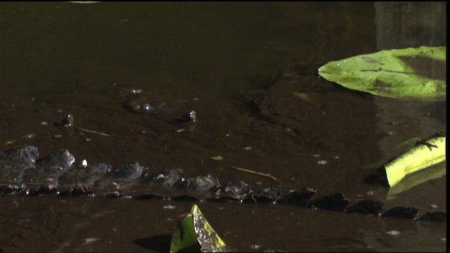 American Alligator - ML418846