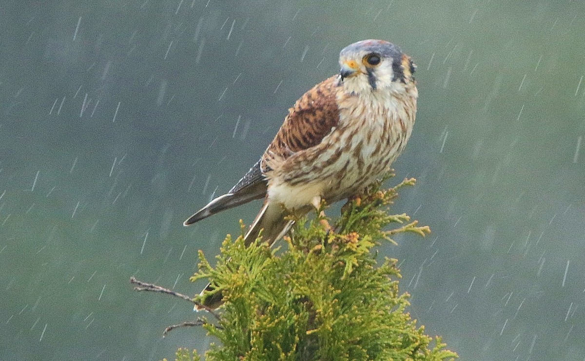 American Kestrel - ML418848851