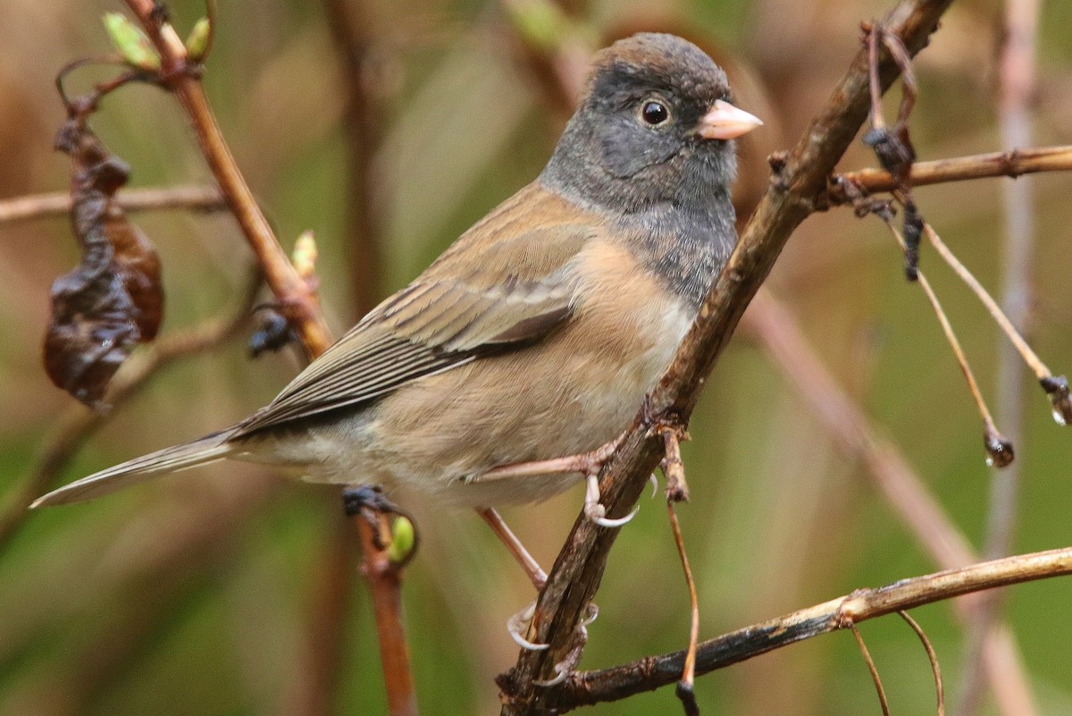 Dark-eyed Junco - ML418849001