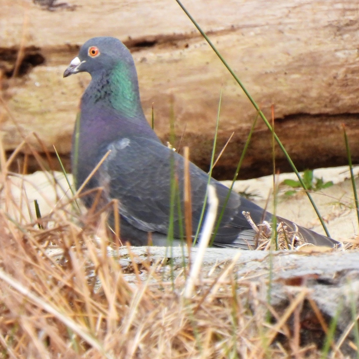 Rock Pigeon (Feral Pigeon) - ML418849101
