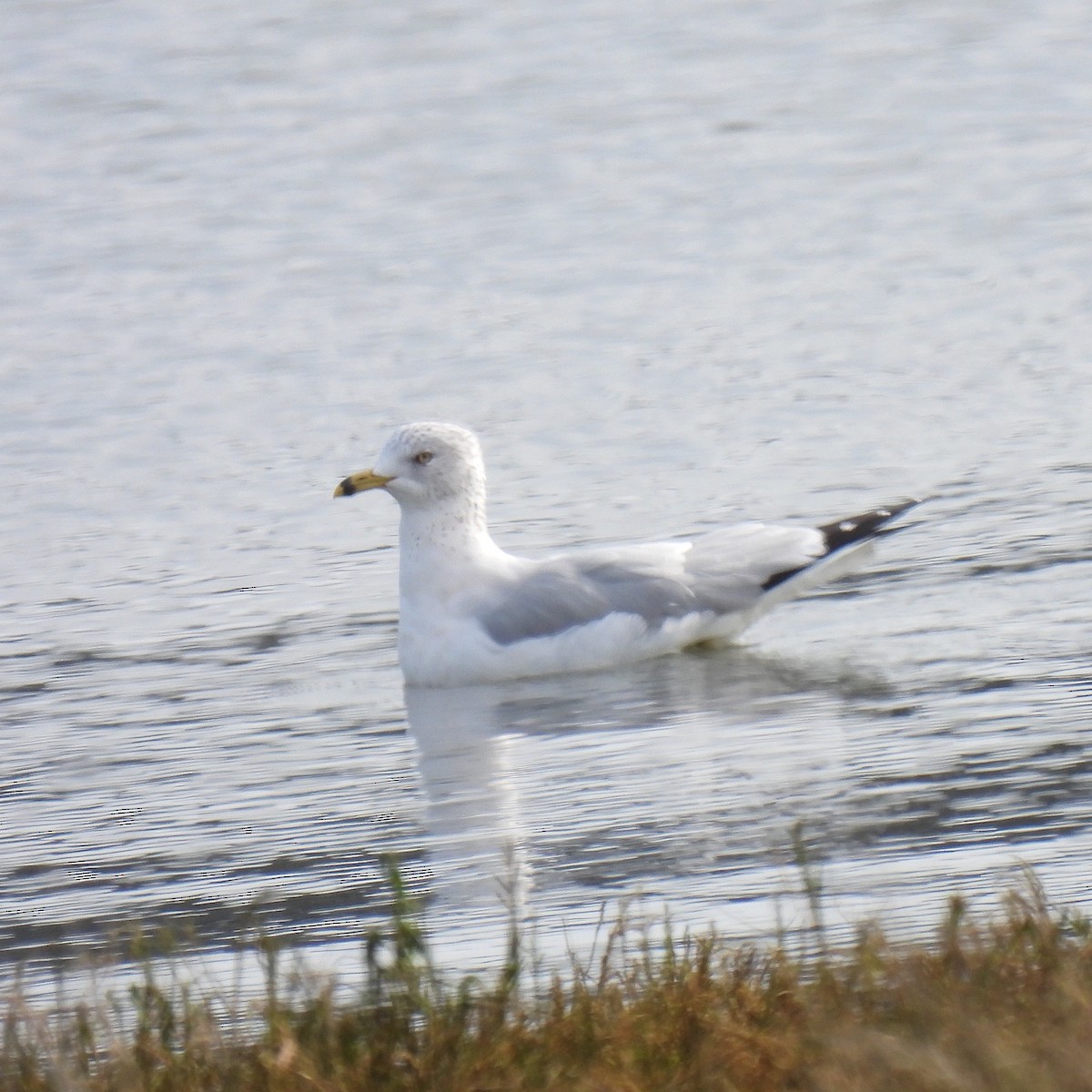 クロワカモメ - ML418849171