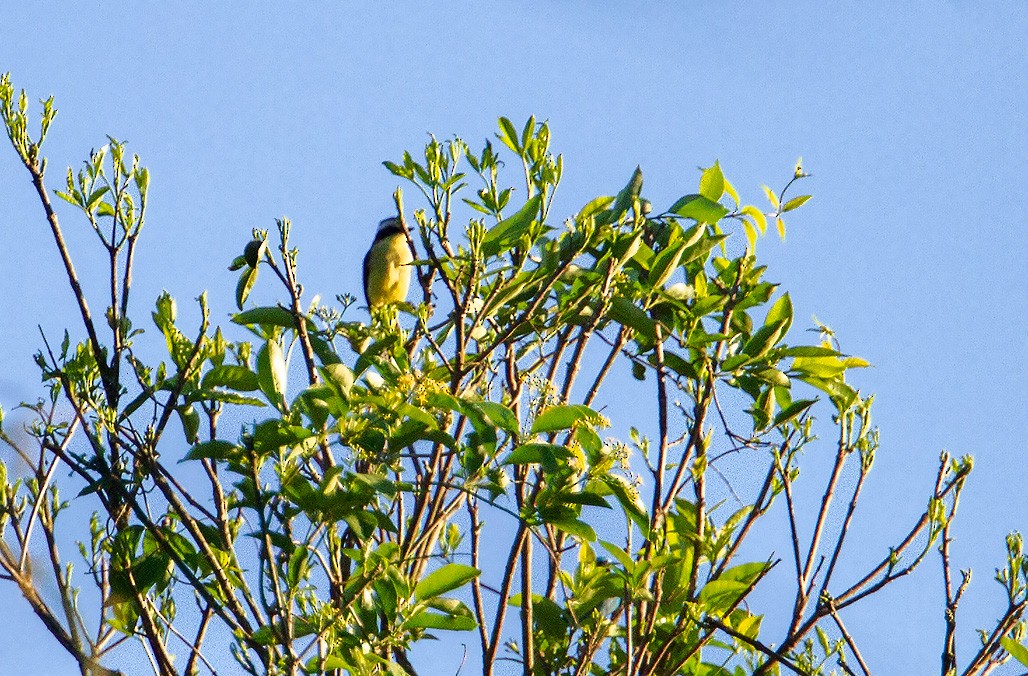 Three-striped Flycatcher - ML418850541