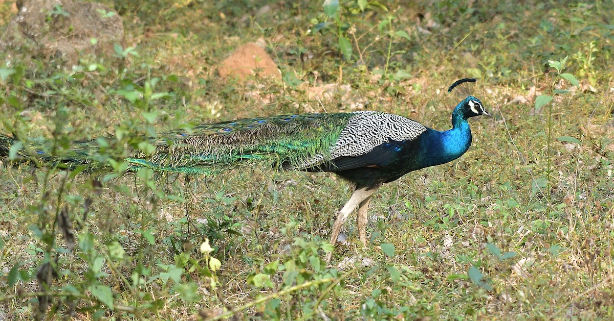 Indian Peafowl - ML418852601