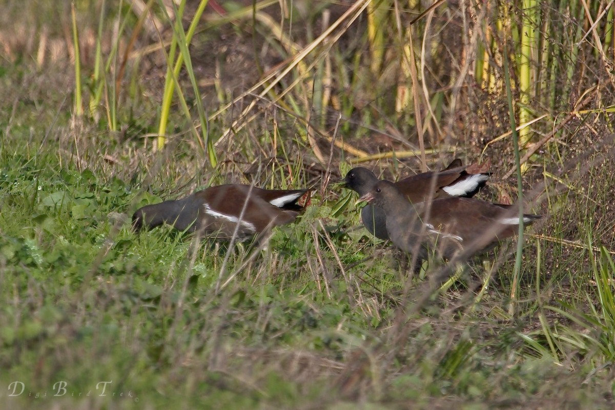 Common Gallinule - DigiBirdTrek CA