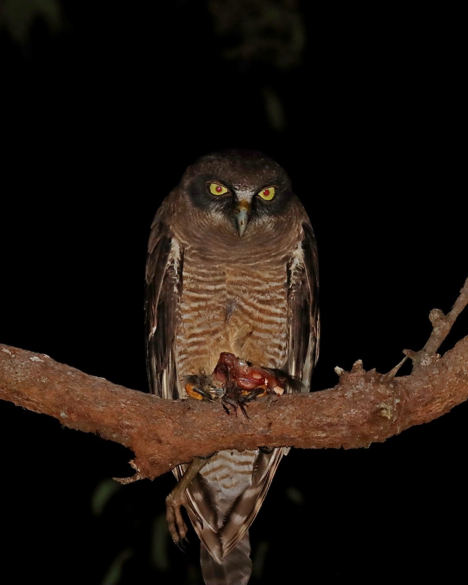 Rufous Owl - ML418855301