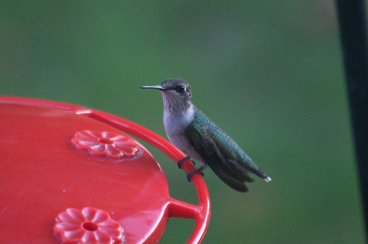 Colibrí Gorjirrubí - ML418856641