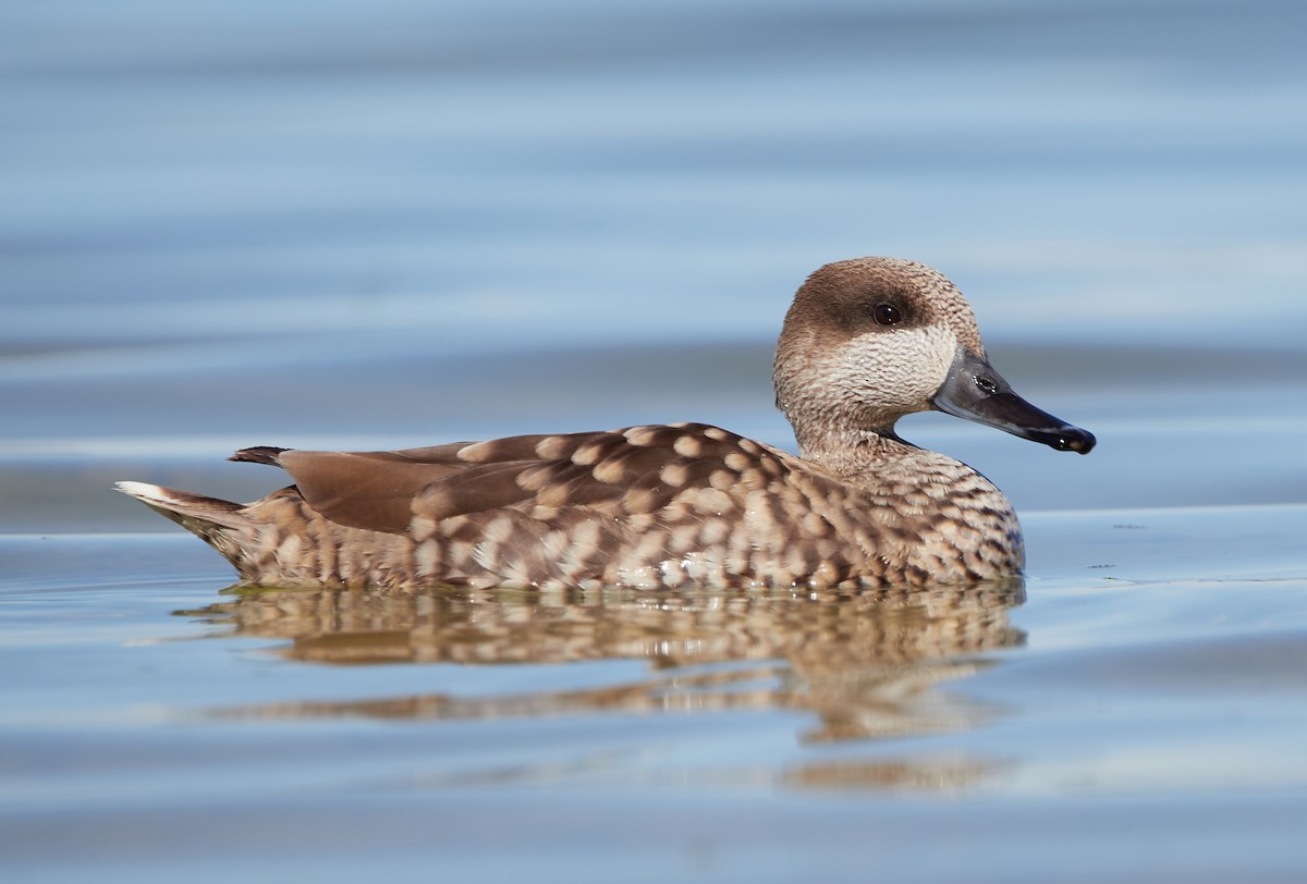 Marbled Duck - ML418857311