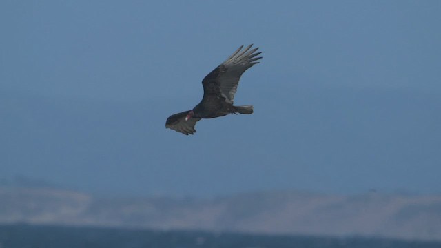 Urubu à tête rouge - ML418857441