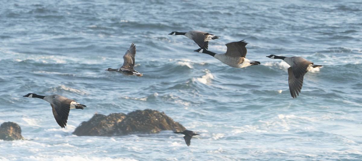 Greater White-fronted Goose - ML418857751