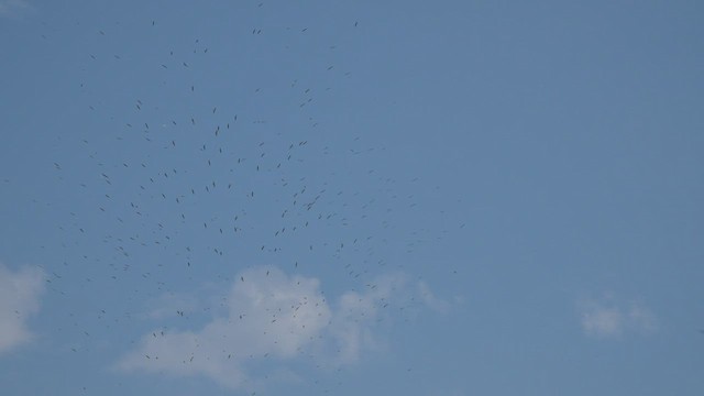 Oriental Pratincole - ML418858231