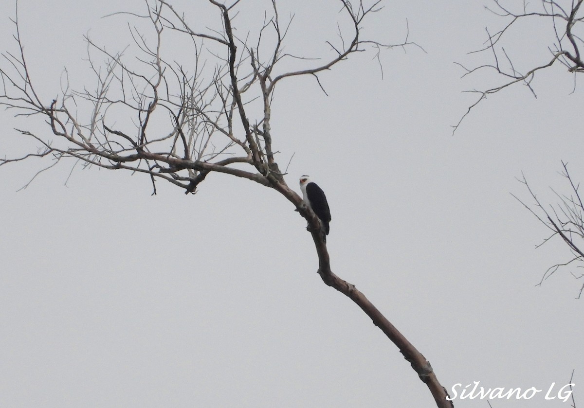Black-and-white Hawk-Eagle - ML418858241